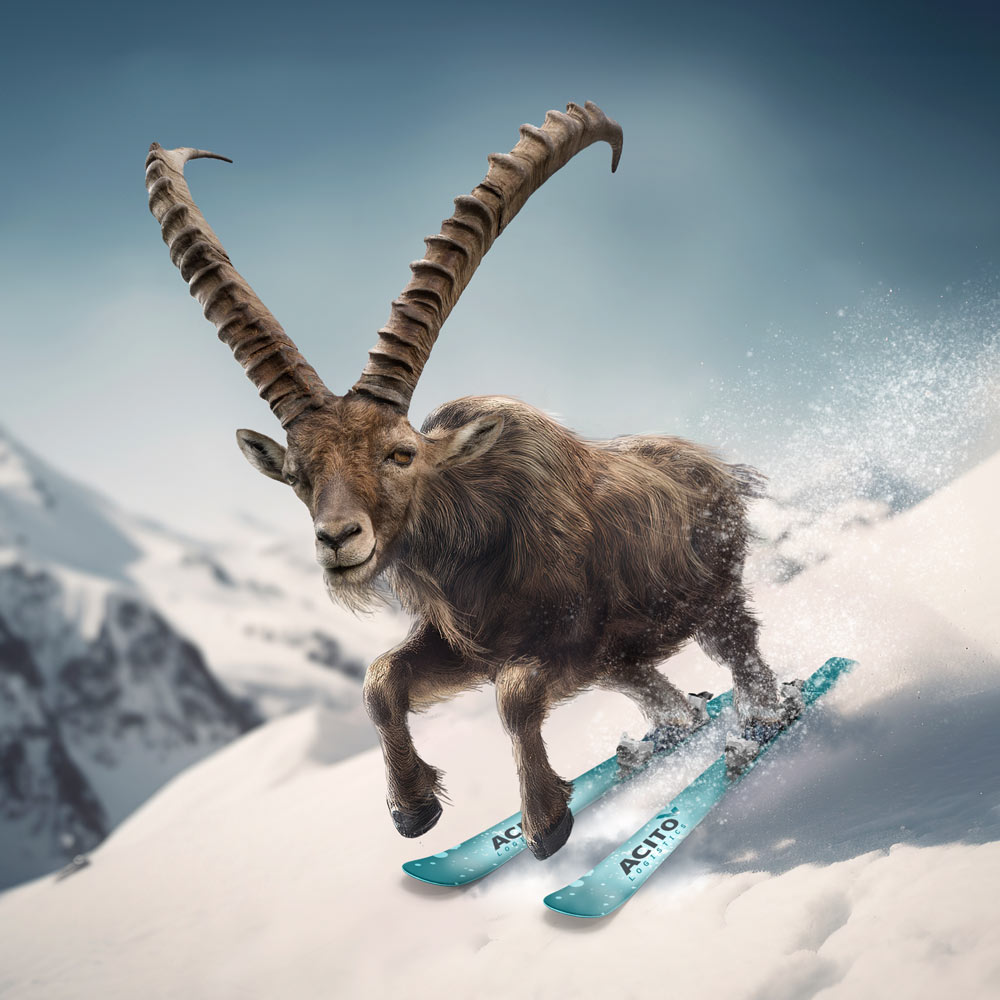 Ein Steinbock auf Skieren als Kampagnenvisual für die ACITO GmbH